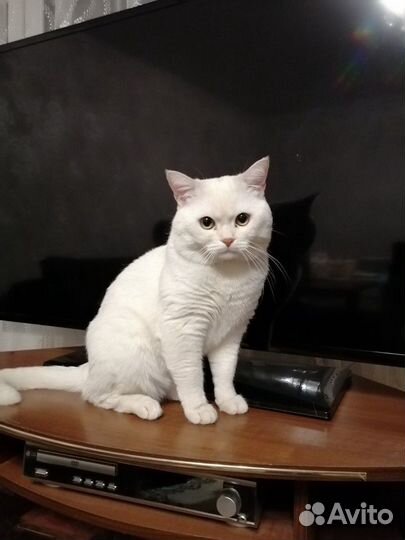 Вязка,Шотландский прямоухий кот