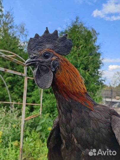 Петух ухейилюй лакендази