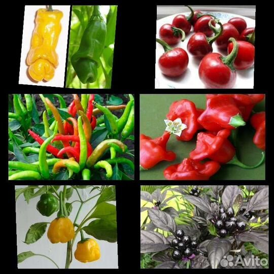 Редкие комнатные растения 2