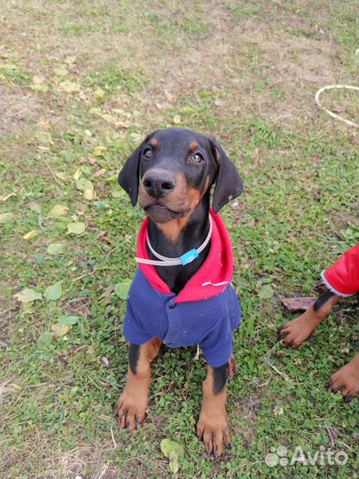 Щенки добермана