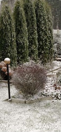 Ива шаровидная