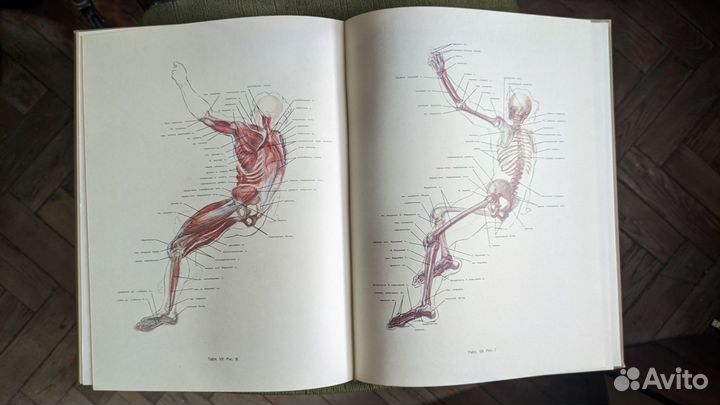 Пластическая анатомия и изображение человека