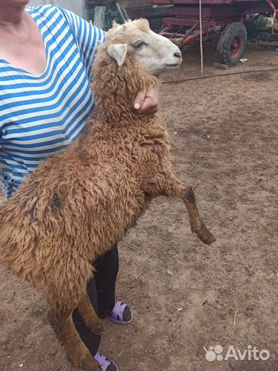 Овцы, ягнята