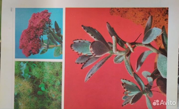 Декоративные растения открытого и закрытого грунта