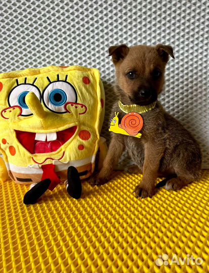 Милый Роджер