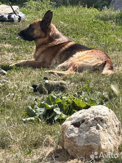 Щенки немецкой овчарки