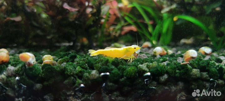 Креветки жёлтый неон