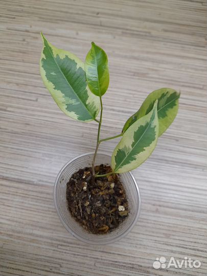 Фикус Бенджамина пестролистный