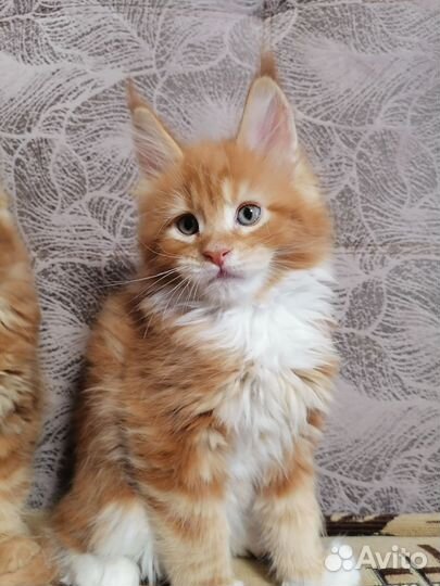 Продам чистокровных котят Мейн-кун