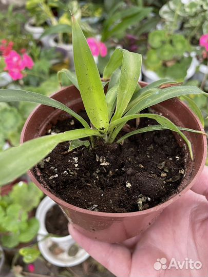 Хлорофитум