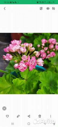 Пеларгония герань сортовая