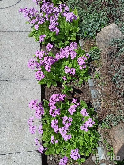 Примула 2 вида