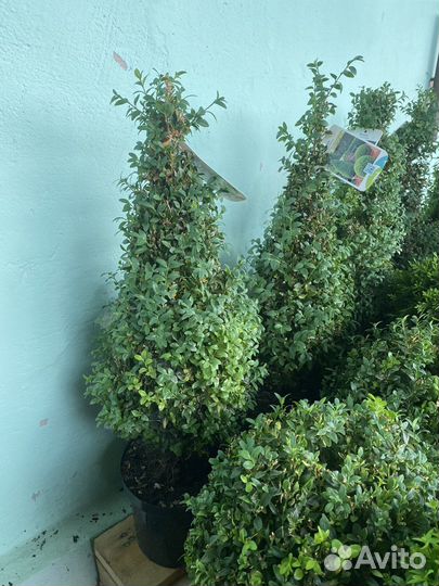 Туя Смарагд Купить в Воронеже