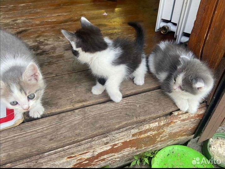 Котята в дар