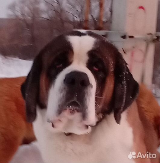 Вязка сенбернар