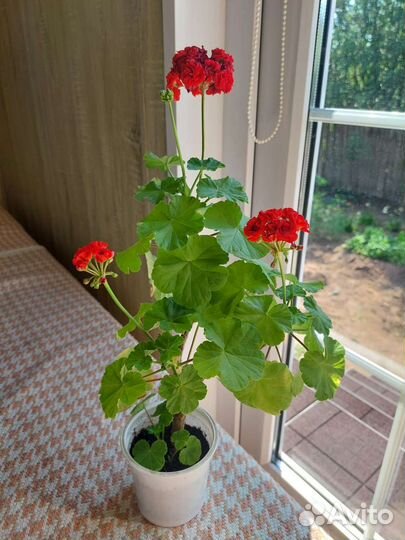 Пеларгония герань сортовая