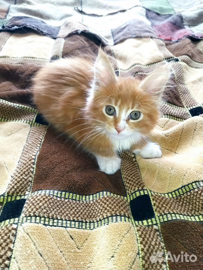 Котята мейн-кун