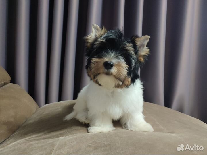 Бивер - мальчик