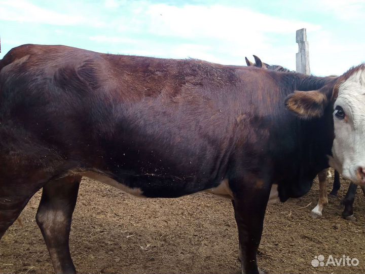 Бычок и телка