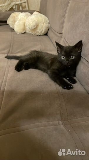 Котенок 2 мес мальчик