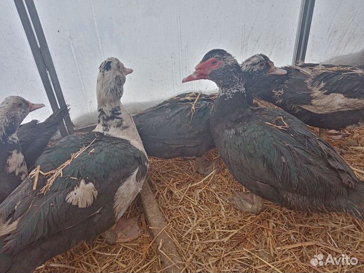 Селезни, утки