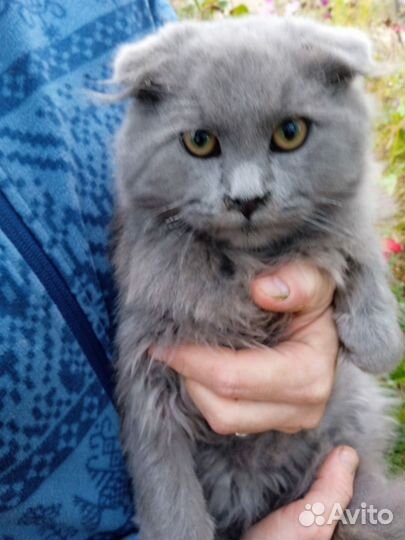 Вислоухий котенок