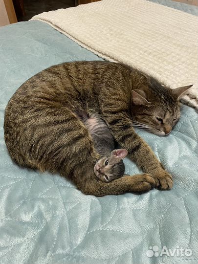 Кот в добрые руки
