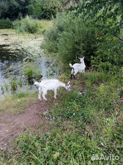 Домашние животные