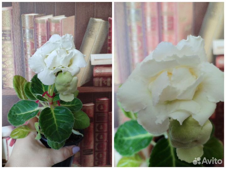 Глоксиния махровая