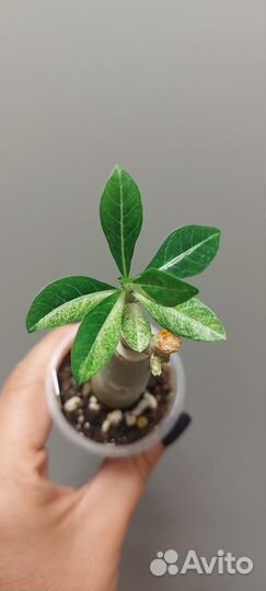 Прививки сортовых адениумов