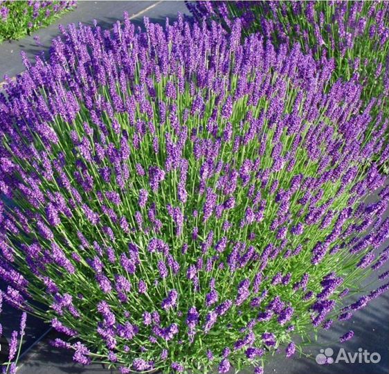 Лаванда Hidcote Blue