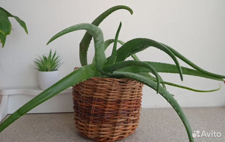 Комнатные растения