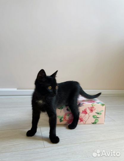 Черная красотка