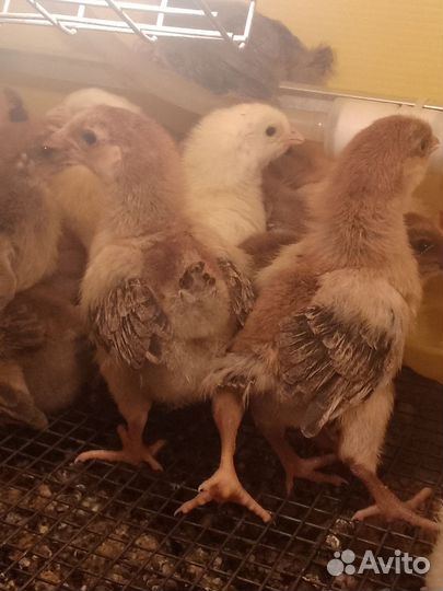 Кучинские цыплята в СПб