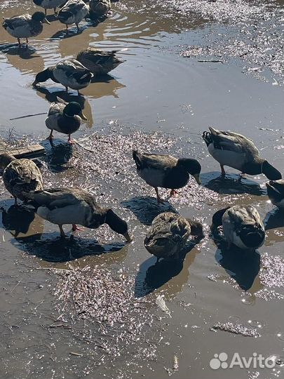 Подсадные утки кряквы