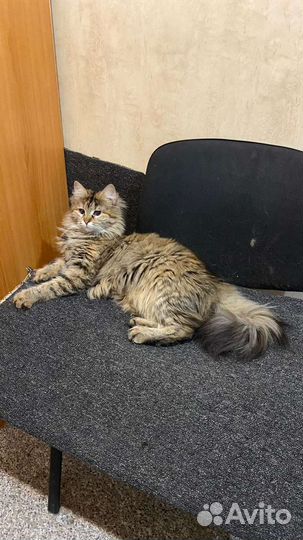 Кошечка в добрые руки