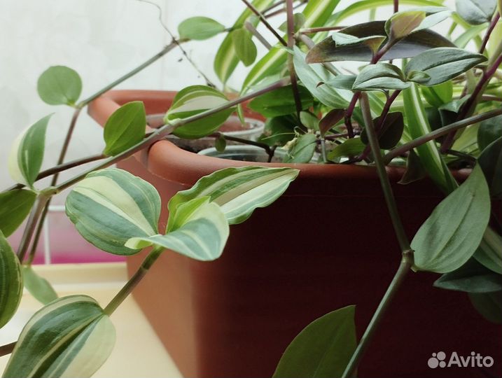 Комнатные растения