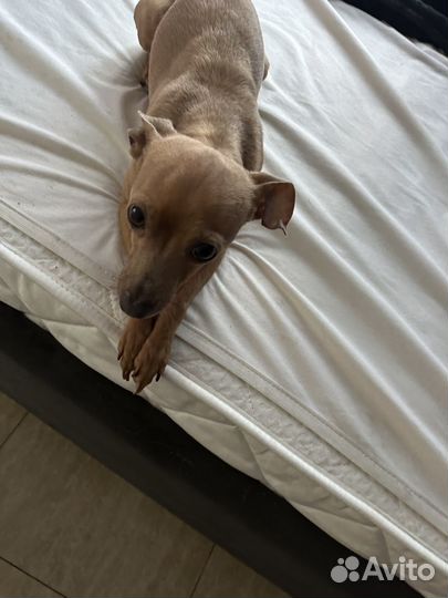 Щенки тойтерьер мини