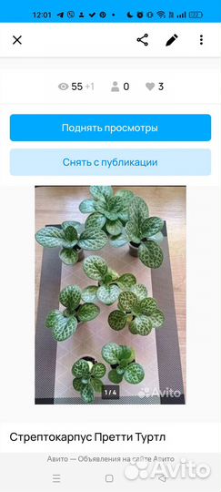 Стрептокарпус Претти Туртл
