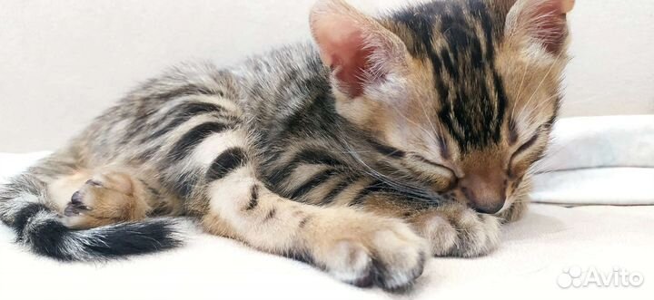 Котенок бенгальский девочка