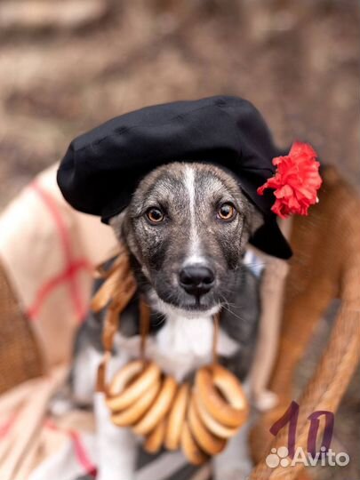 Щенок в добрые руки