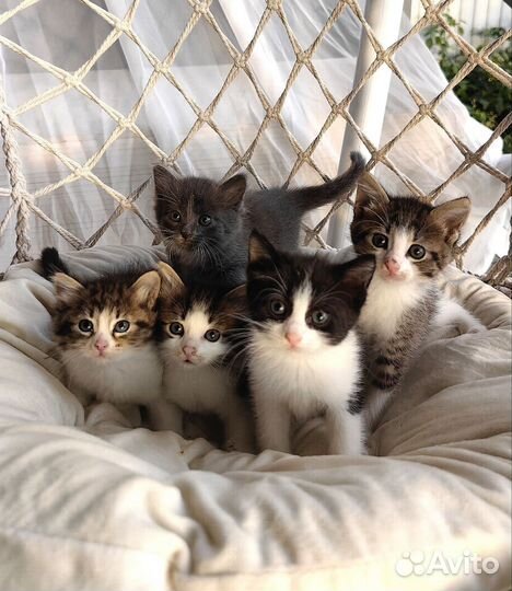 Котята бесплатно в очень добрые руки