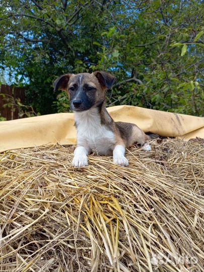 Кнопочке нужна семья