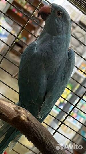 Ожереловый попугай птенец