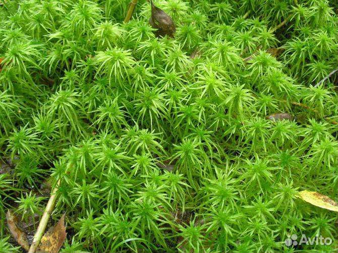 Кокосовый субстрат, мох сфагнум, дубовый опад