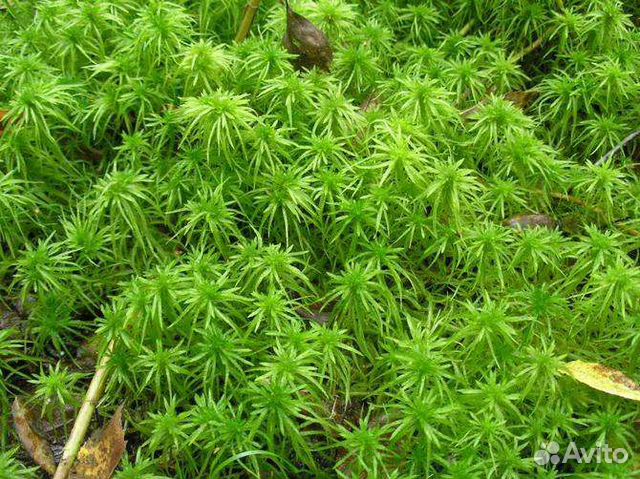 Кокосовый субстрат, мох сфагнум, дубовый опад