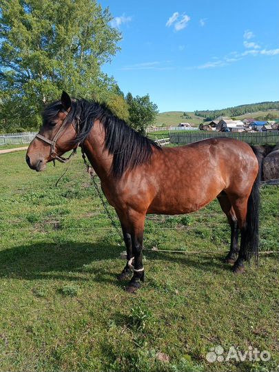 Лошадь кобыла