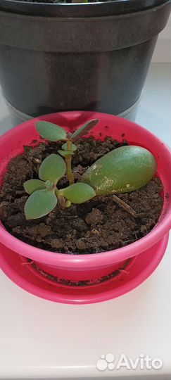 Алоэ, толстянка