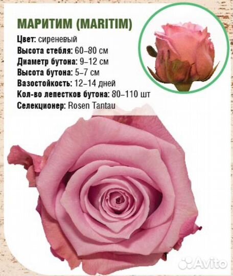 Растения для сада