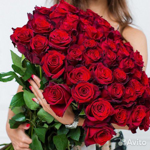 Розы сорт Эксплорер (Красные) Розы оптом
